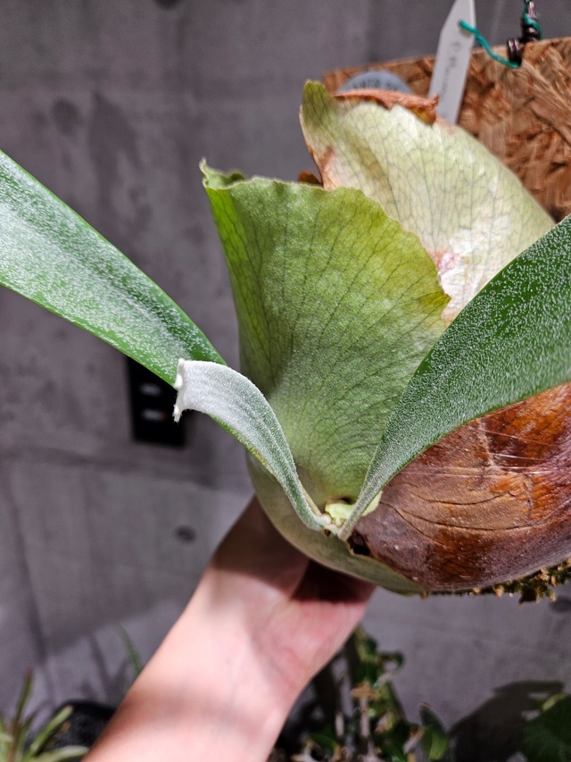 P.Mauna Loa【artPLANTs/PLANTS GARAGE】ビカクシダ/Platycerium