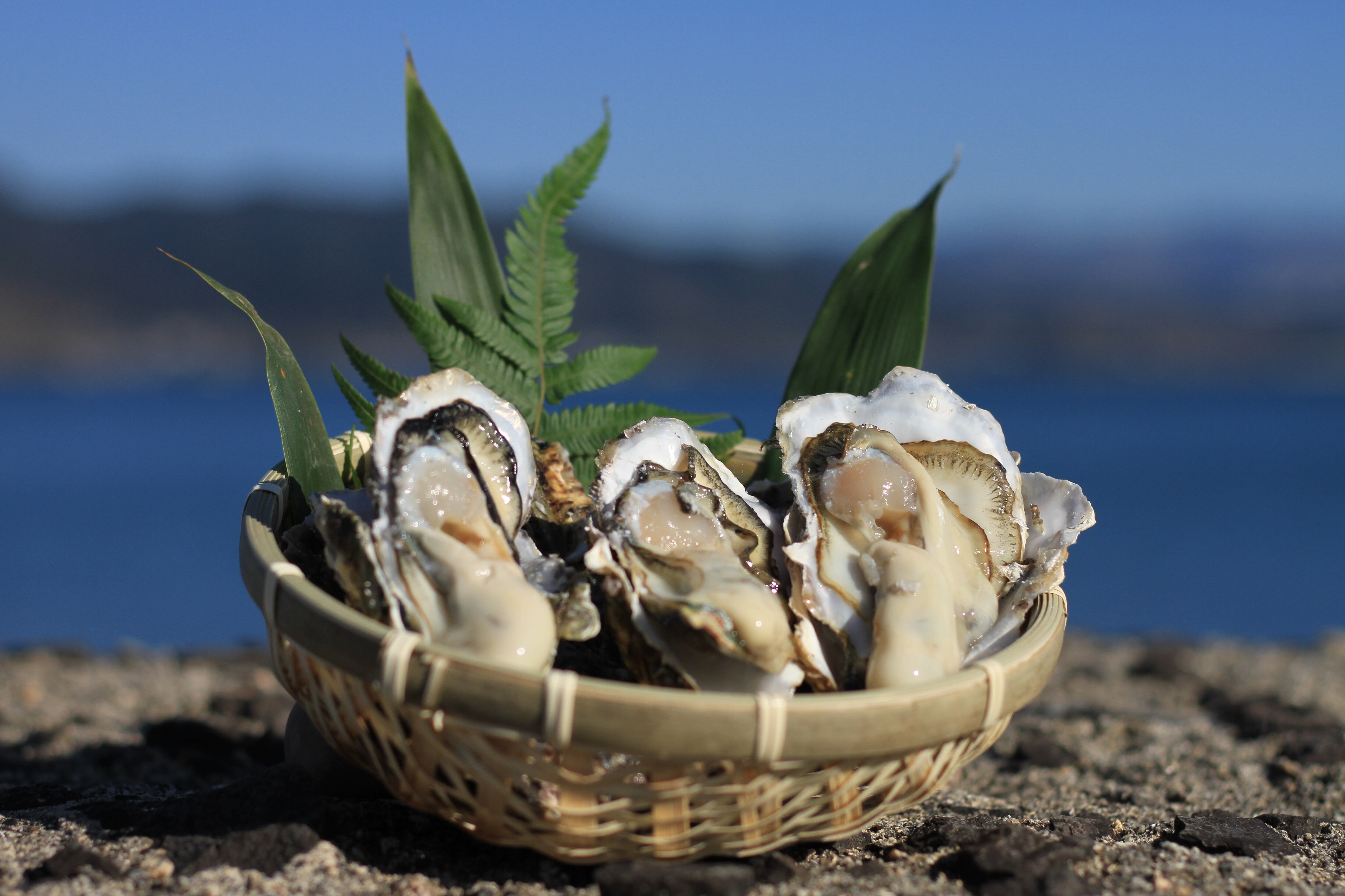 燻製牡蠣オイル漬け（Smoked Oil Oyster）真空パック入り | 燻製工房