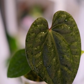 Anthurium Zara Michelle × Anthurium luxurians |アンスリウム・ミシェル × ルクスアリンス|観葉植物