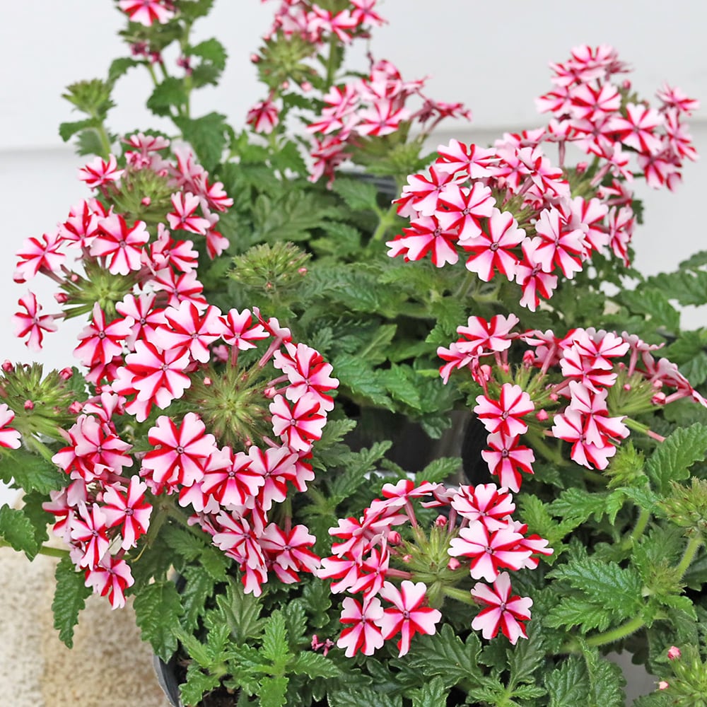 花苗 宿根草 バーベナ ラナイ キャンディーケーン 3.5号 多年草