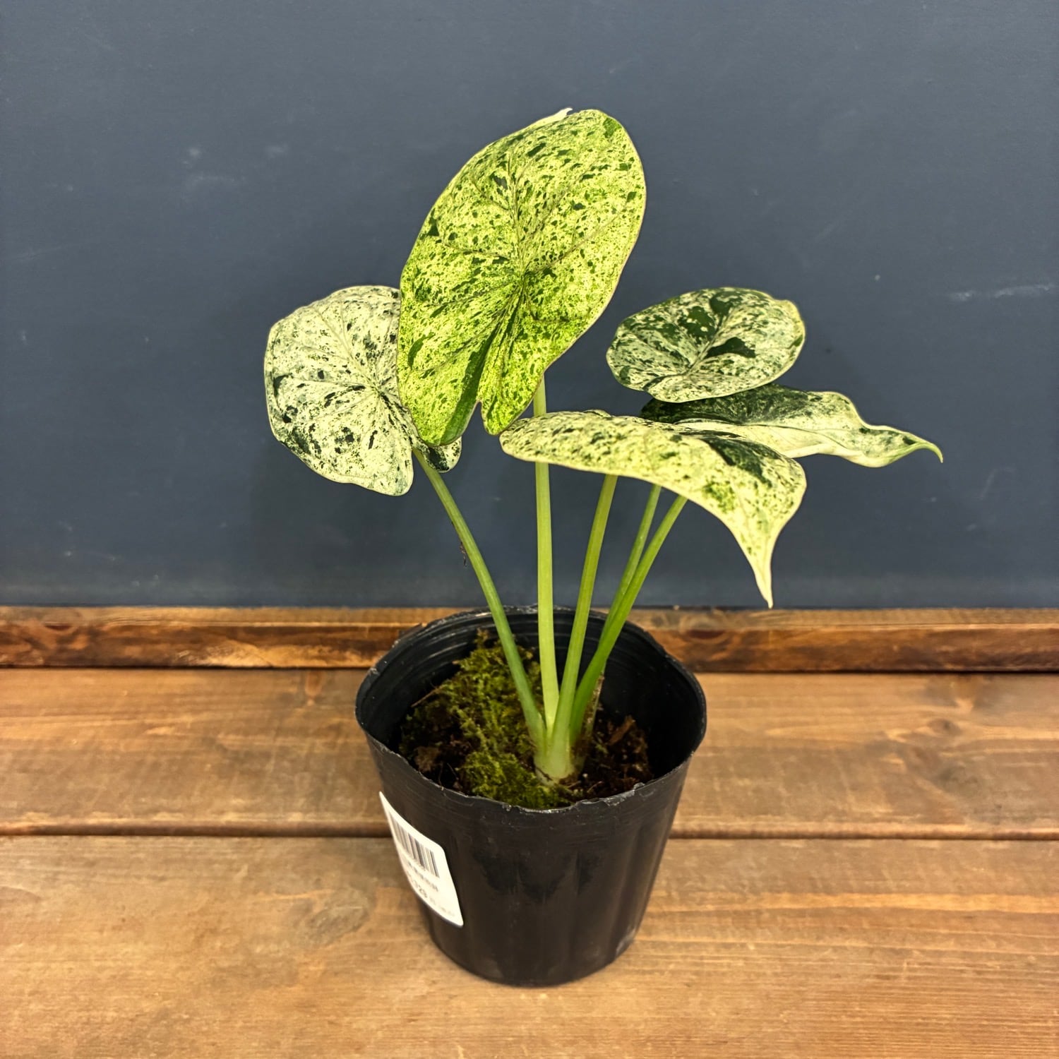 その他観葉植物 / 観葉植物 | PROTOLEAF プロトリーフ