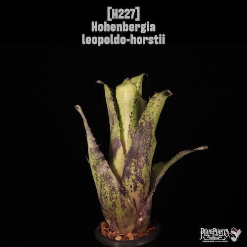 【送料無料】Hohenbergia leopoldo-horstii〔ホヘンベルギア〕現品発送H227