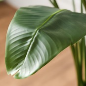 ストレリチア210㎝［人工観葉植物・フェイクグリーンT］