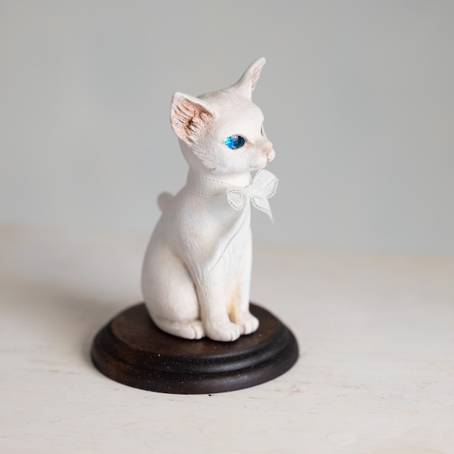 青眼の子猫