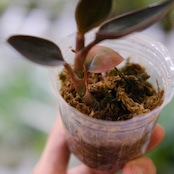 Ludisia discolor var. nigrescens / ルディシア ディスカラー ニグレスセンス③ / 観葉植物