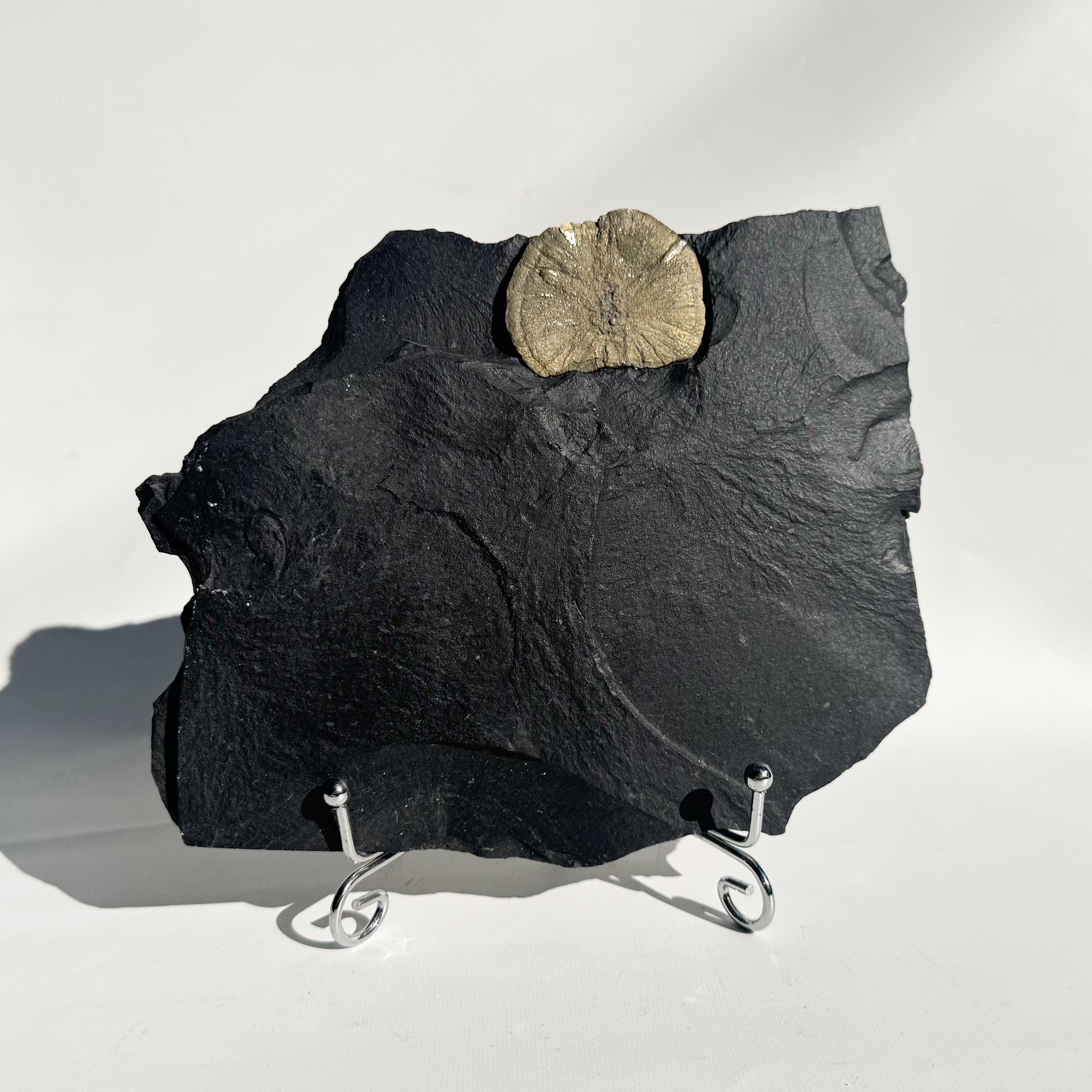 Pyrite sun with matrix