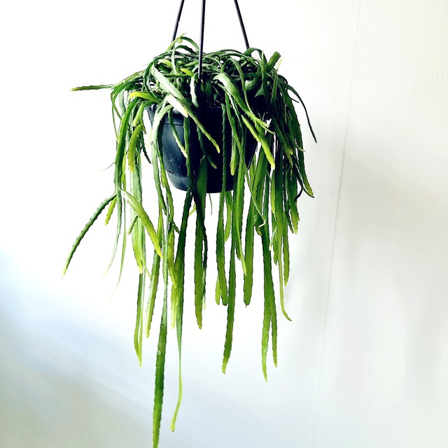 一点限定 リプサリス ホルビアーナ 希少 calm cafe