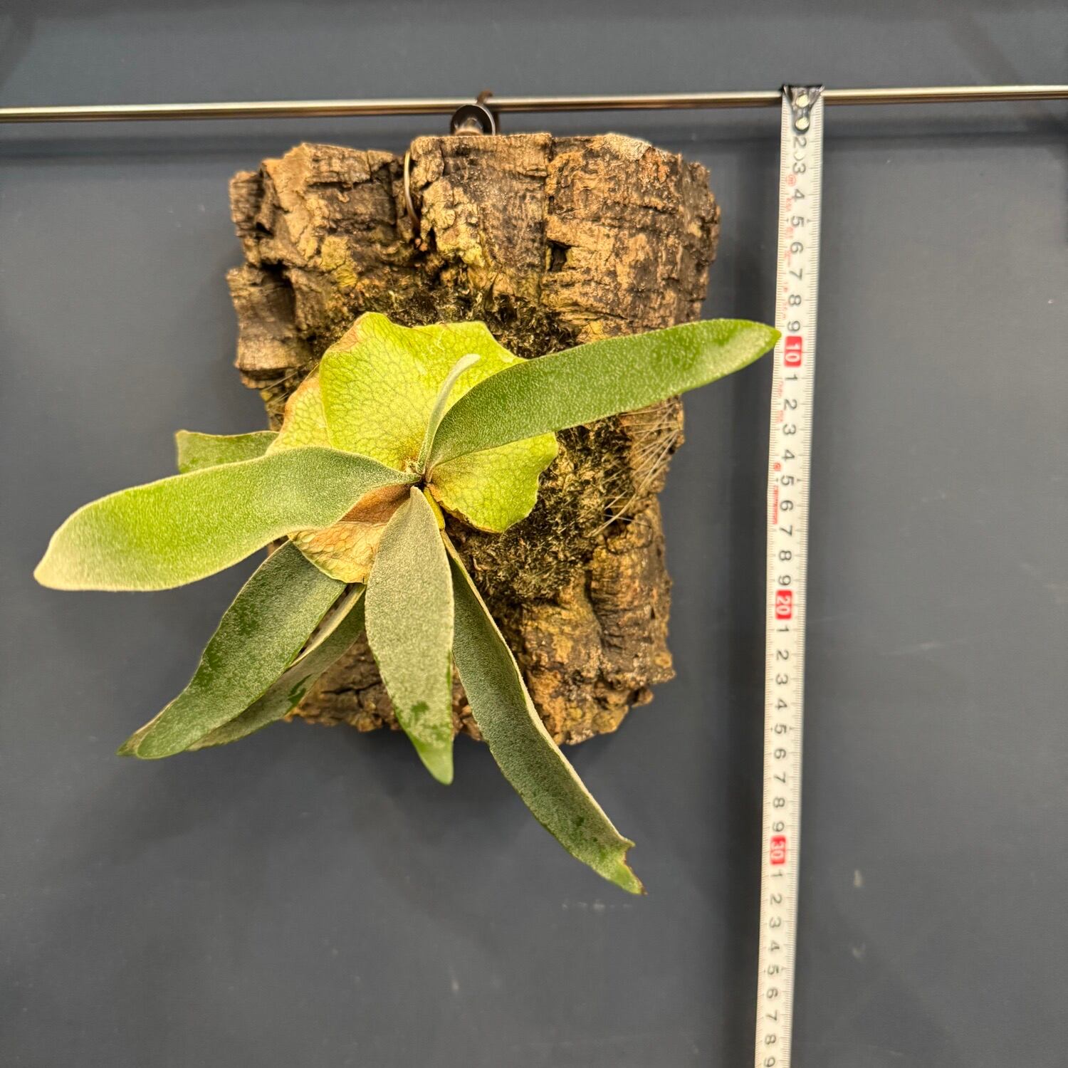 ビカクシダ Platycerium veitchii 板付け【933】 | PROTOLEAF プロトリーフ