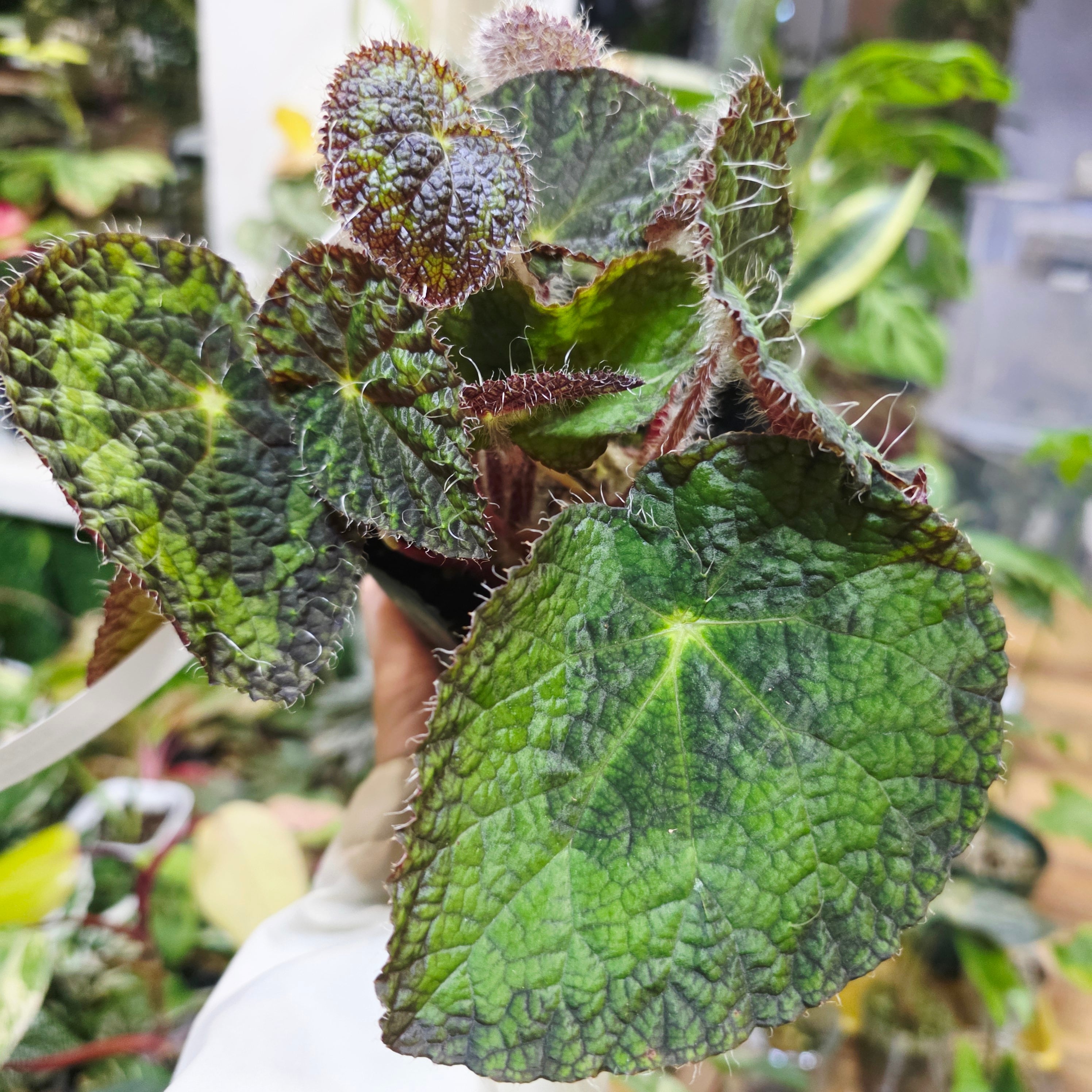 ベゴニア | HAPPAX