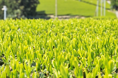 世界農業遺産茶　50g×4の商品画像4