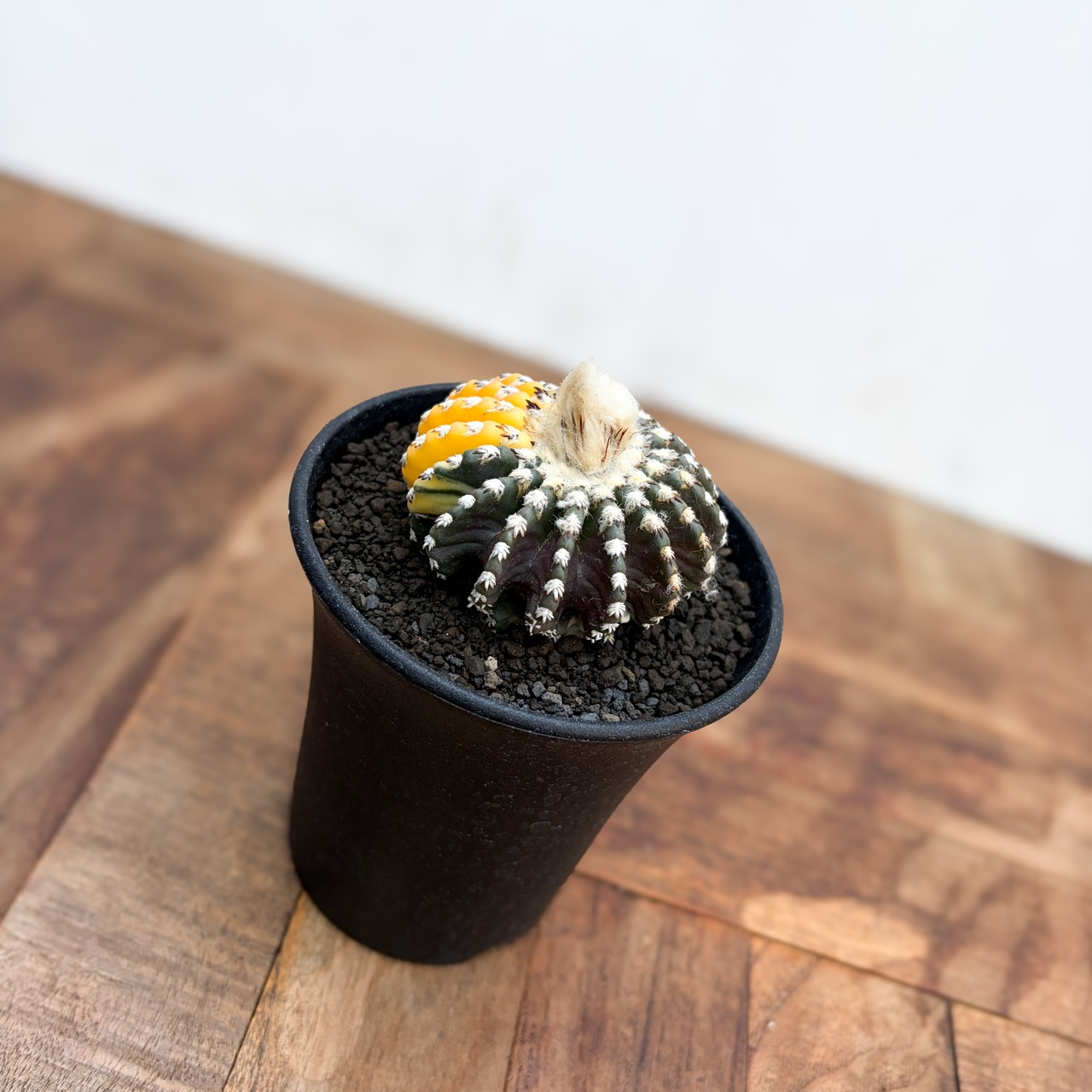 Discocactus horstii variegata【ディスコカクタス・ホルスティ錦】