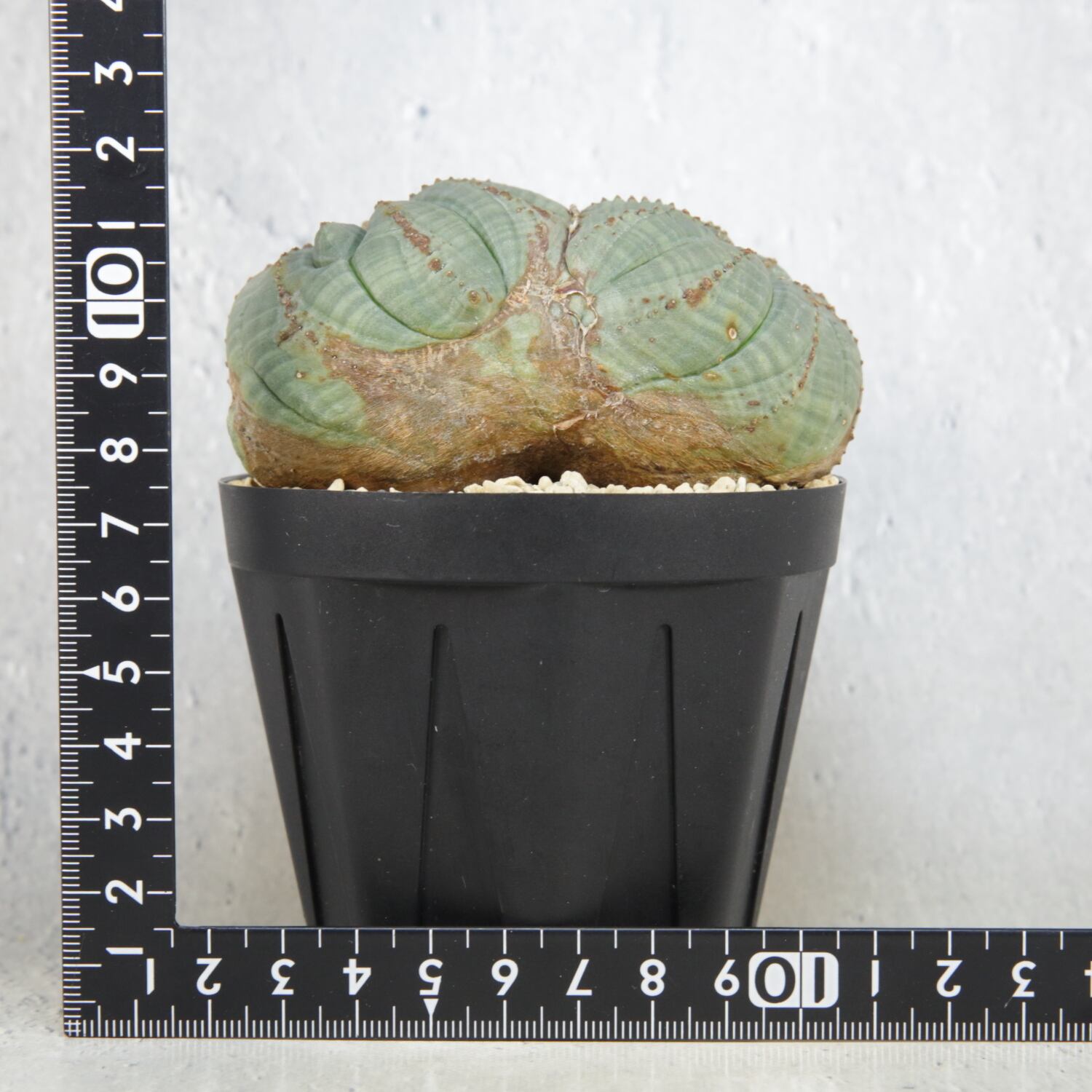 超厳選株】大株 最大幅約9cm 超扁平 円扇石化 ダブルヘッド オベサ