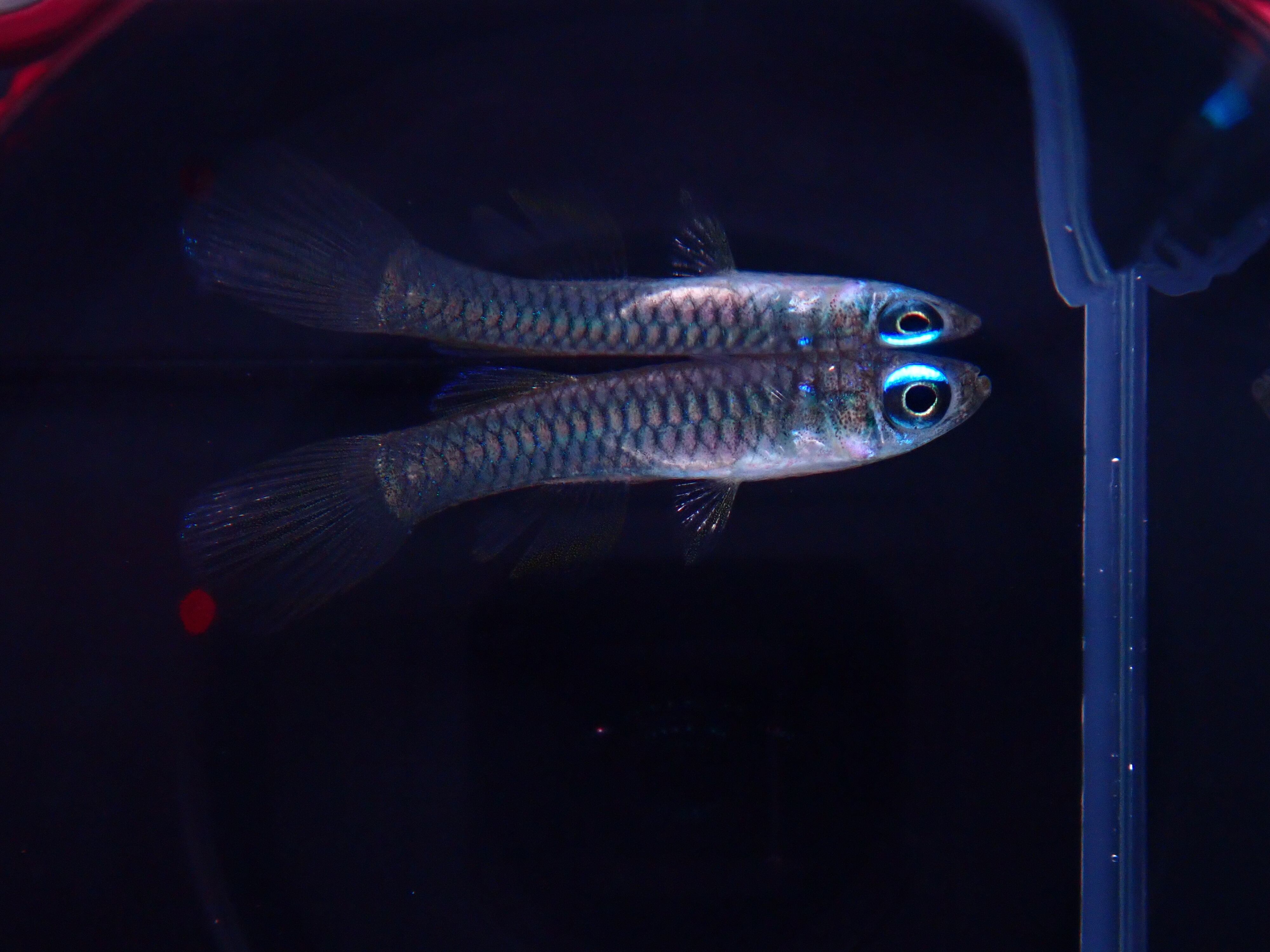 アフリカンランプアイ