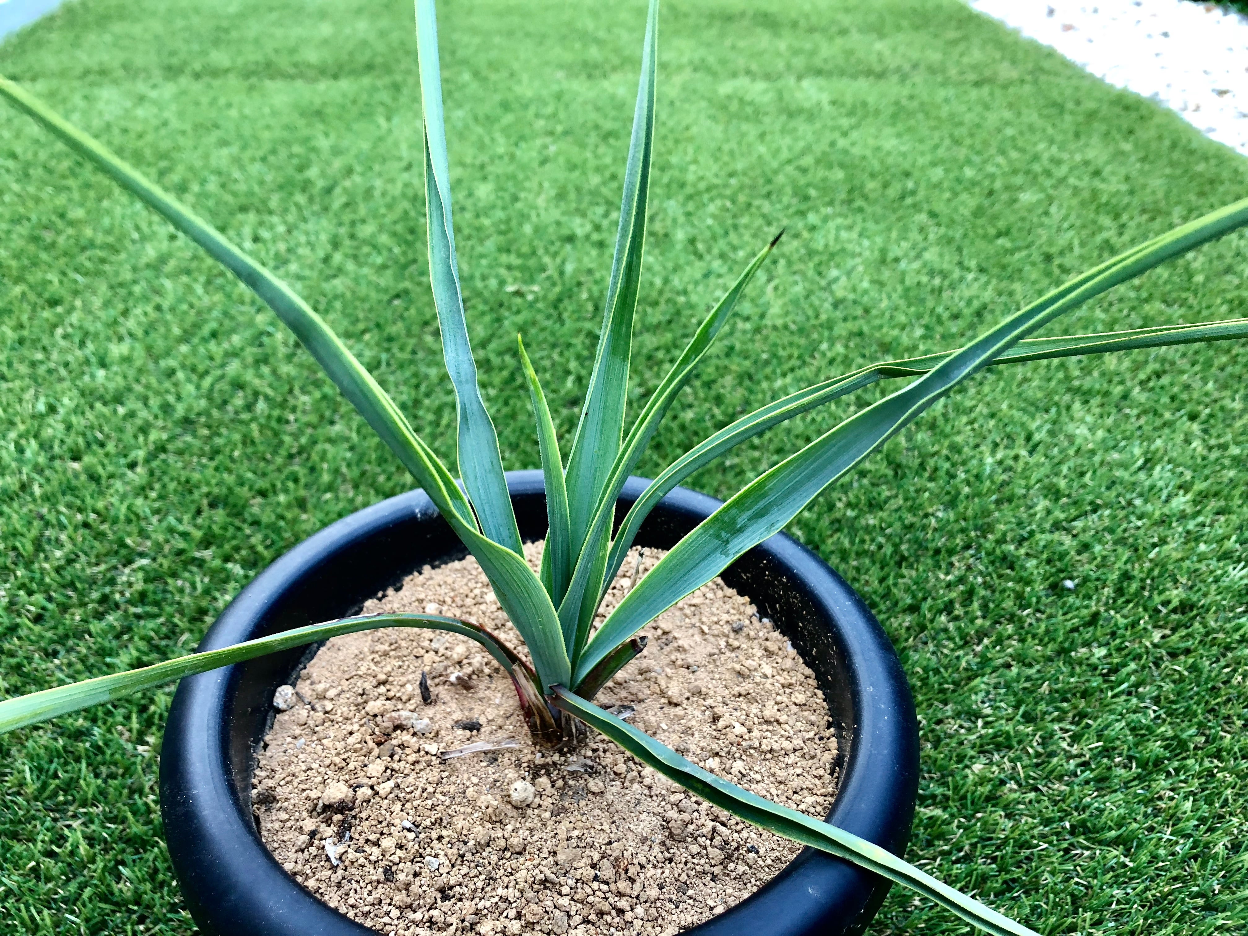 Yucca rigida ユッカ リギダ | plants MARU ーサボテン・多肉植物のお店ー