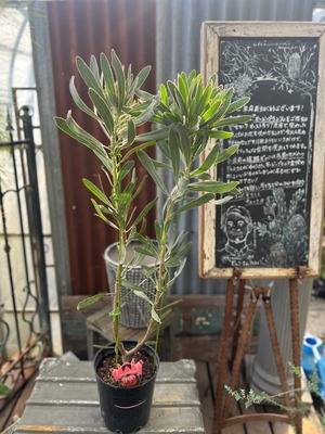 プロテア　ポッサムマジック　1F （7寸）①