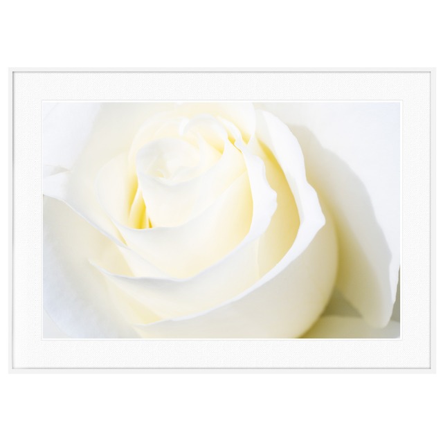 花写真 白いバラ インテリアアートポスター額装 AS0629