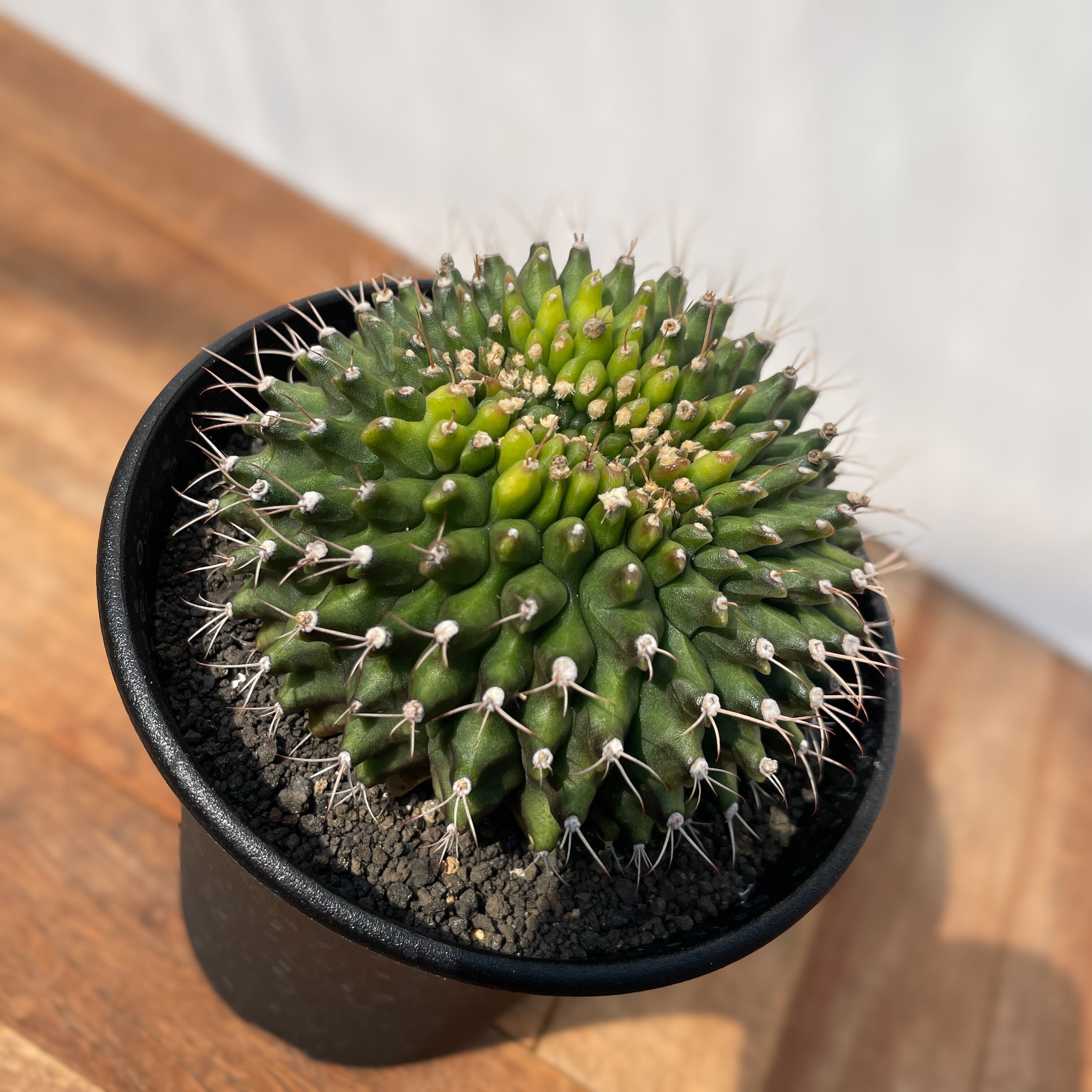 Gymnocalycium mihanovichii【ギムノカリキウム・ミハノビッチ棘なし