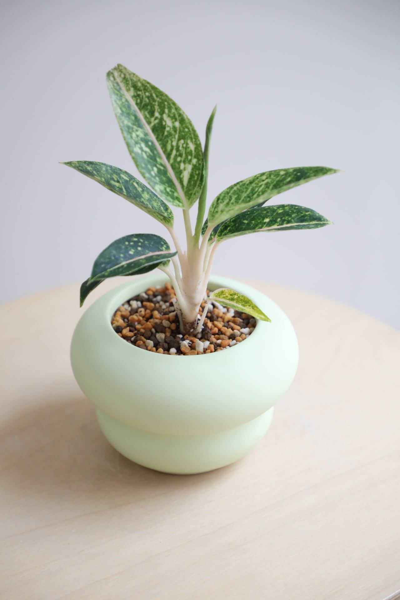 S】アグラオネマ レモンビューティー/Aglaonema | 【厳選植物・器