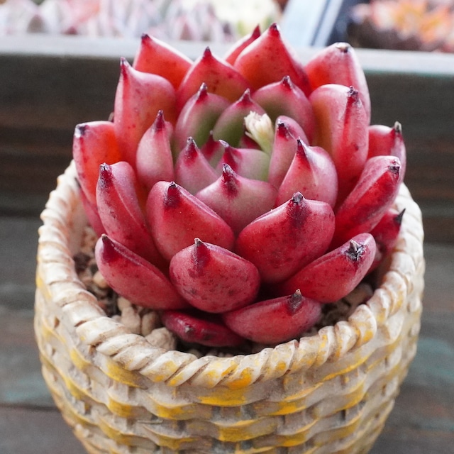 ※新品種※【アスカ 2】美苗　エケベリア　韓国多肉