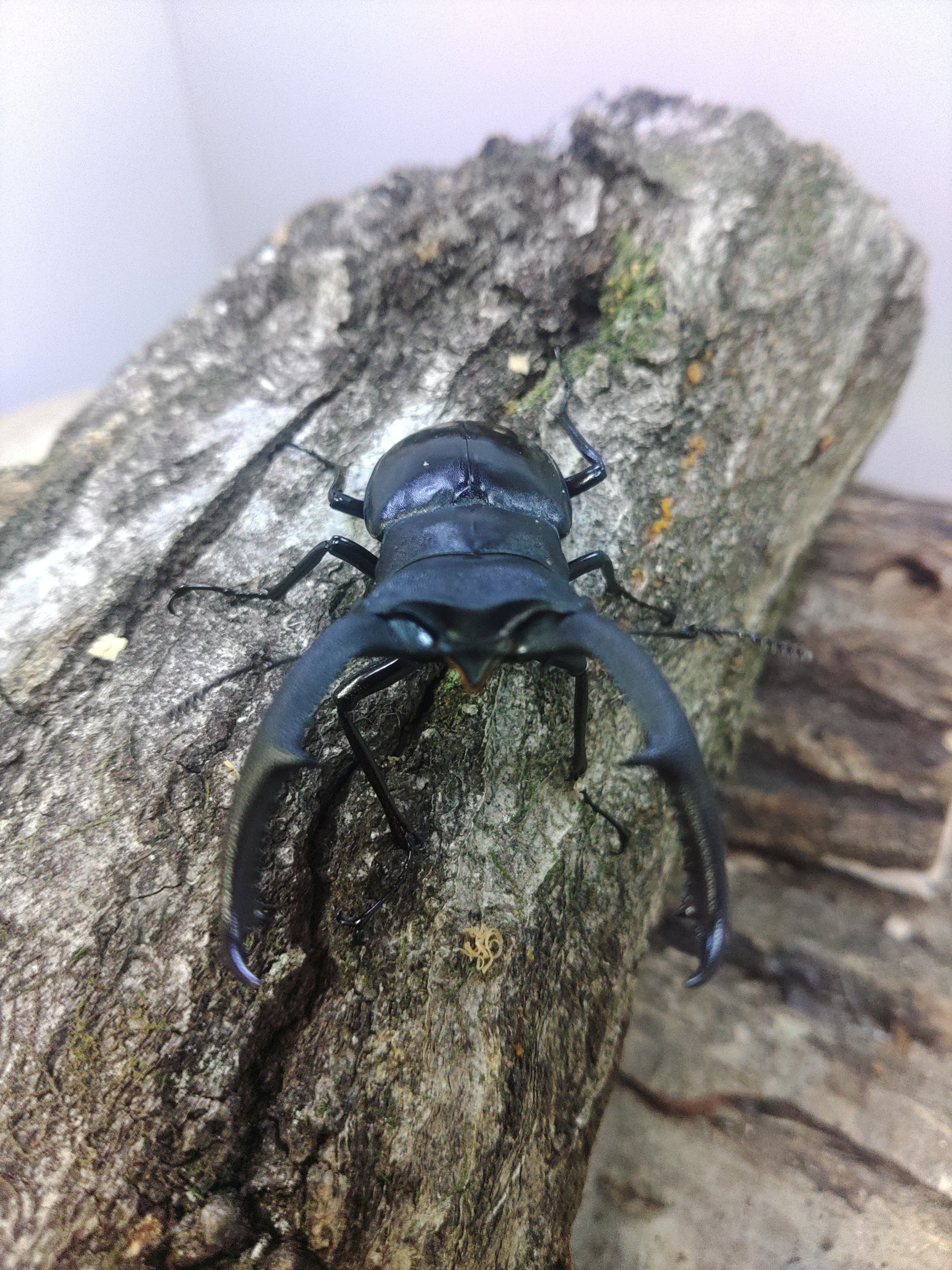 マンディブラリスフタマタクワガタ ♂70㎜単体 | くわバカおやじ