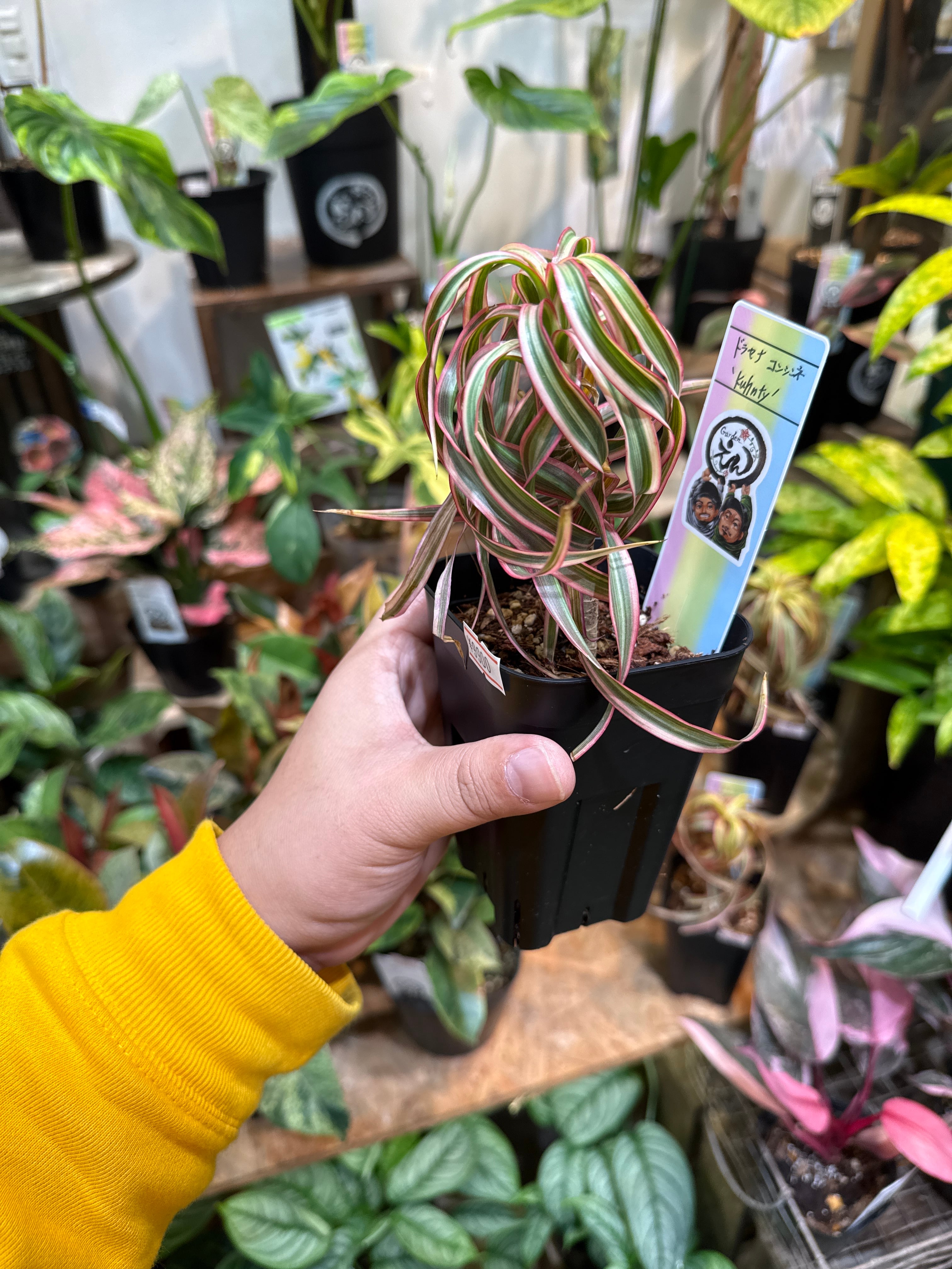 ドラセナ コンシンネ トリカラー 