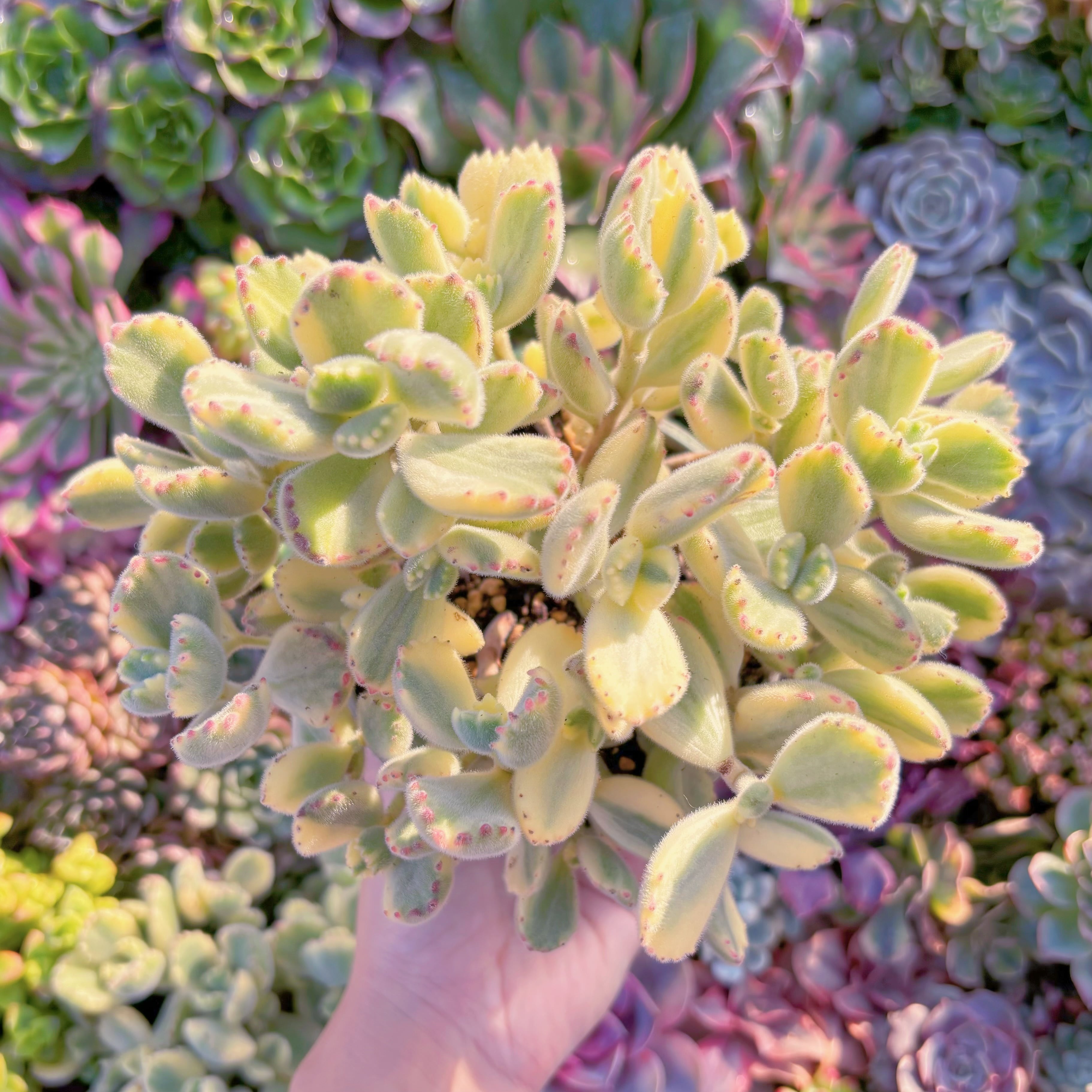 現品　白熊#M261　大群生　るる農園