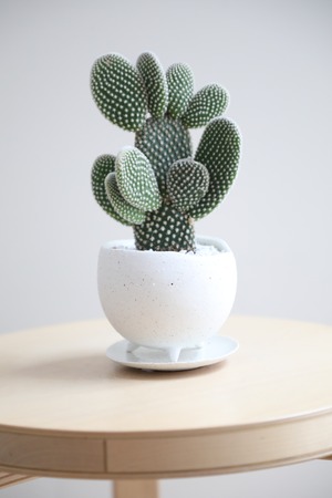 【S】バニーカクタス/Bunny Ears Cactus