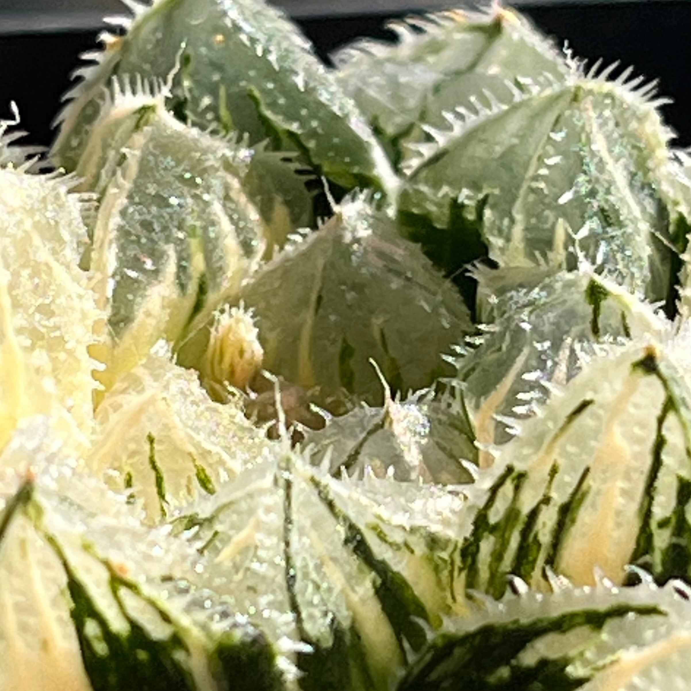 ハオルチア 粉黛錦 | mocono_plants