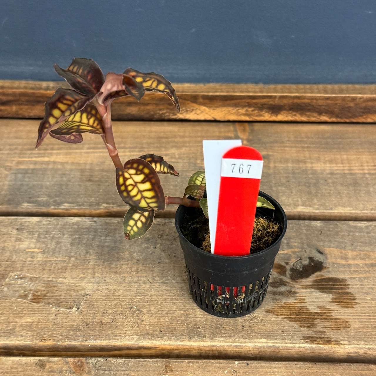 【クリアランス】Cystorchis stenoglossa【767】