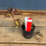 【クリアランス】Cystorchis stenoglossa【767】