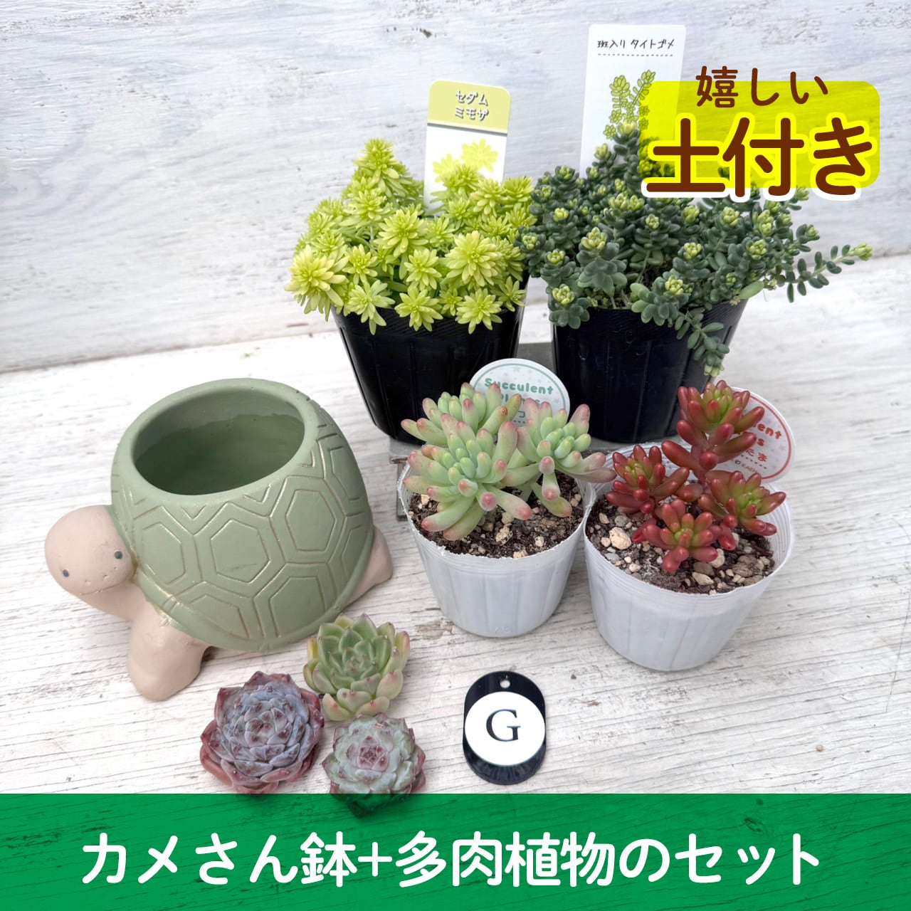 【寄せ植えセット】カメさん鉢&多肉セット"G" 多肉植物,かわいい,おしゃれ,寄せ植え