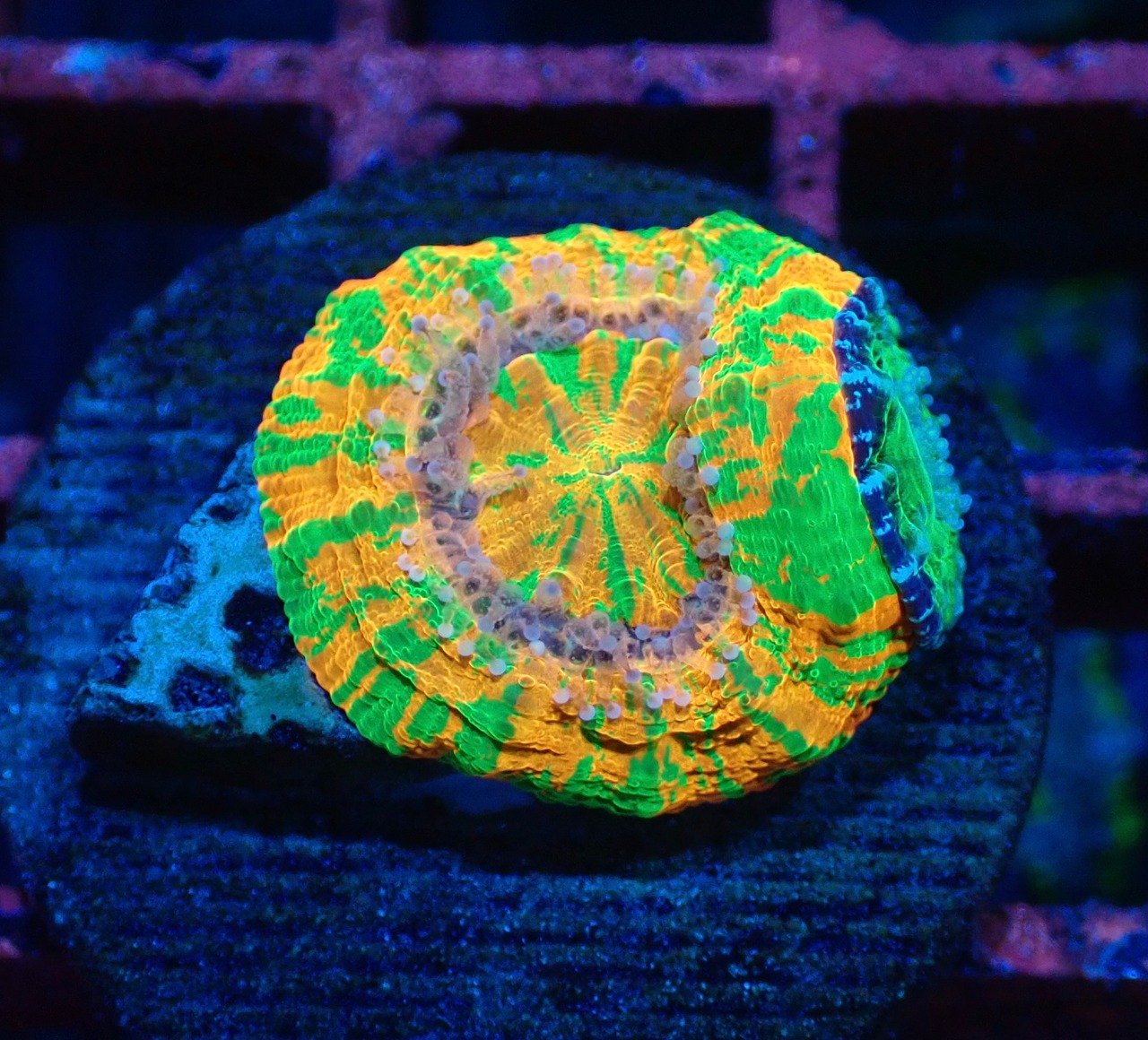 【現地買付】ScolymiaBabyGarden 2