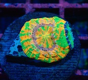 【現地買付】ScolymiaBabyGarden 2
