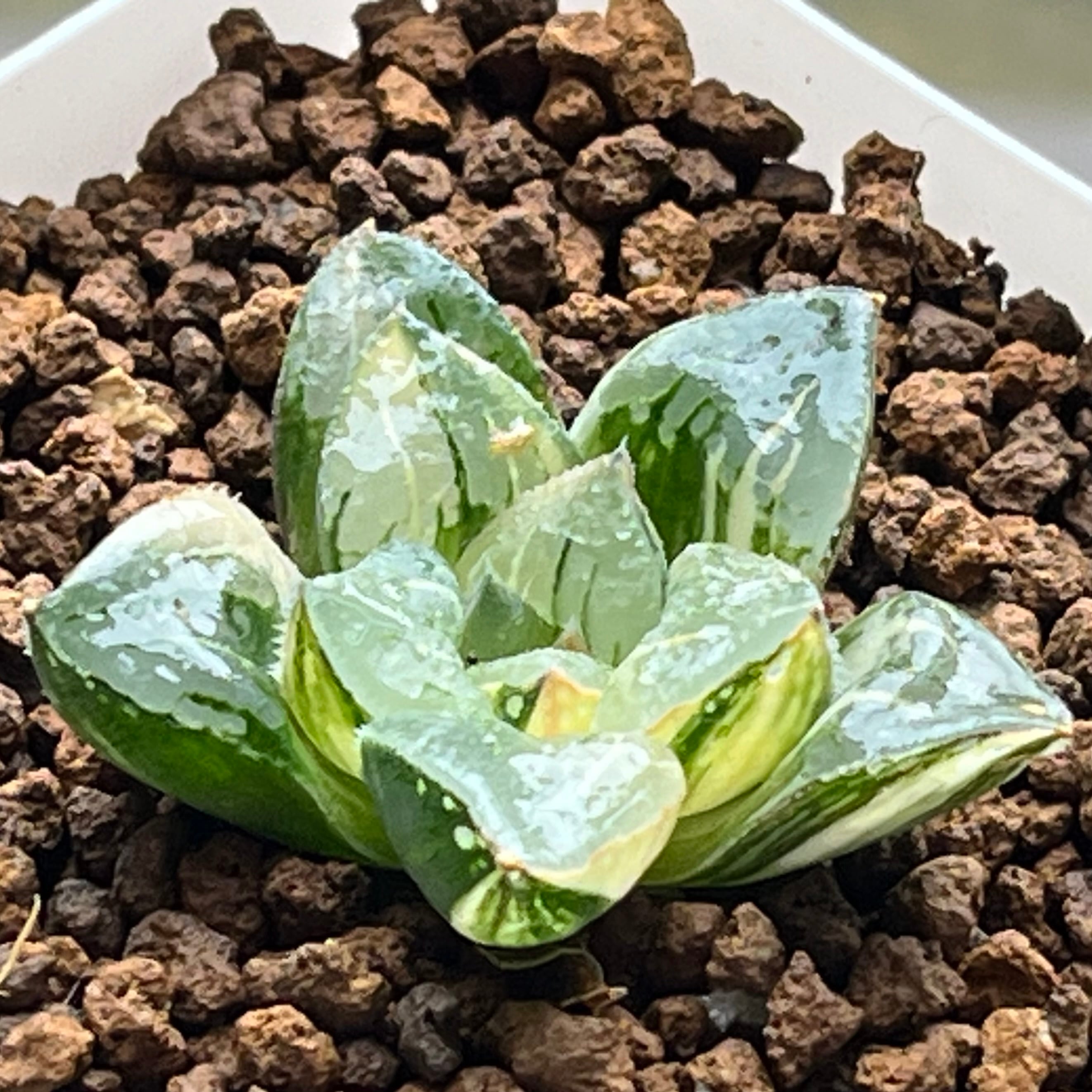 ハオルチア アトロフスカミュータント錦 | mocono_plants