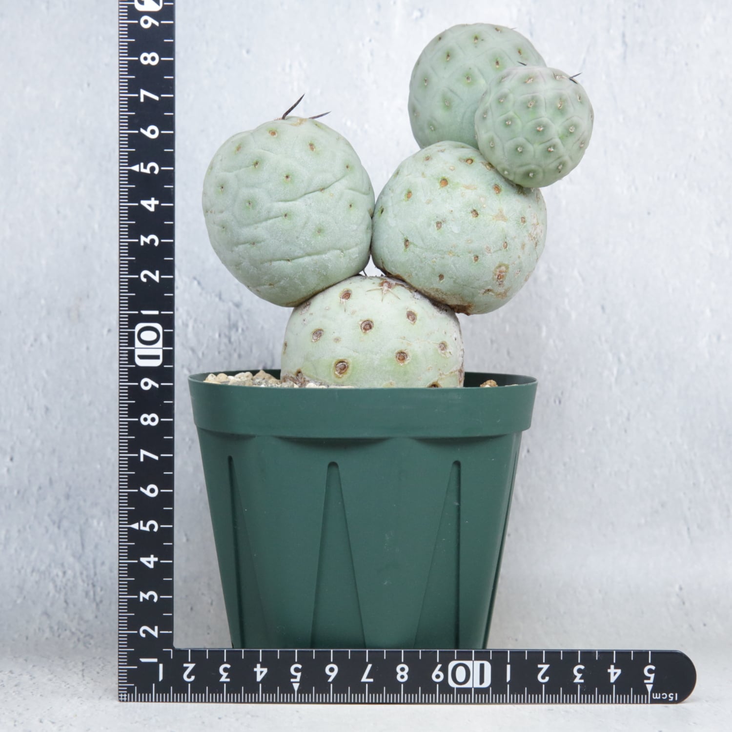 大球 5球 棘無し テフロカクタス ゲオメトリクス | LIGHTHOUSE.PLANTS
