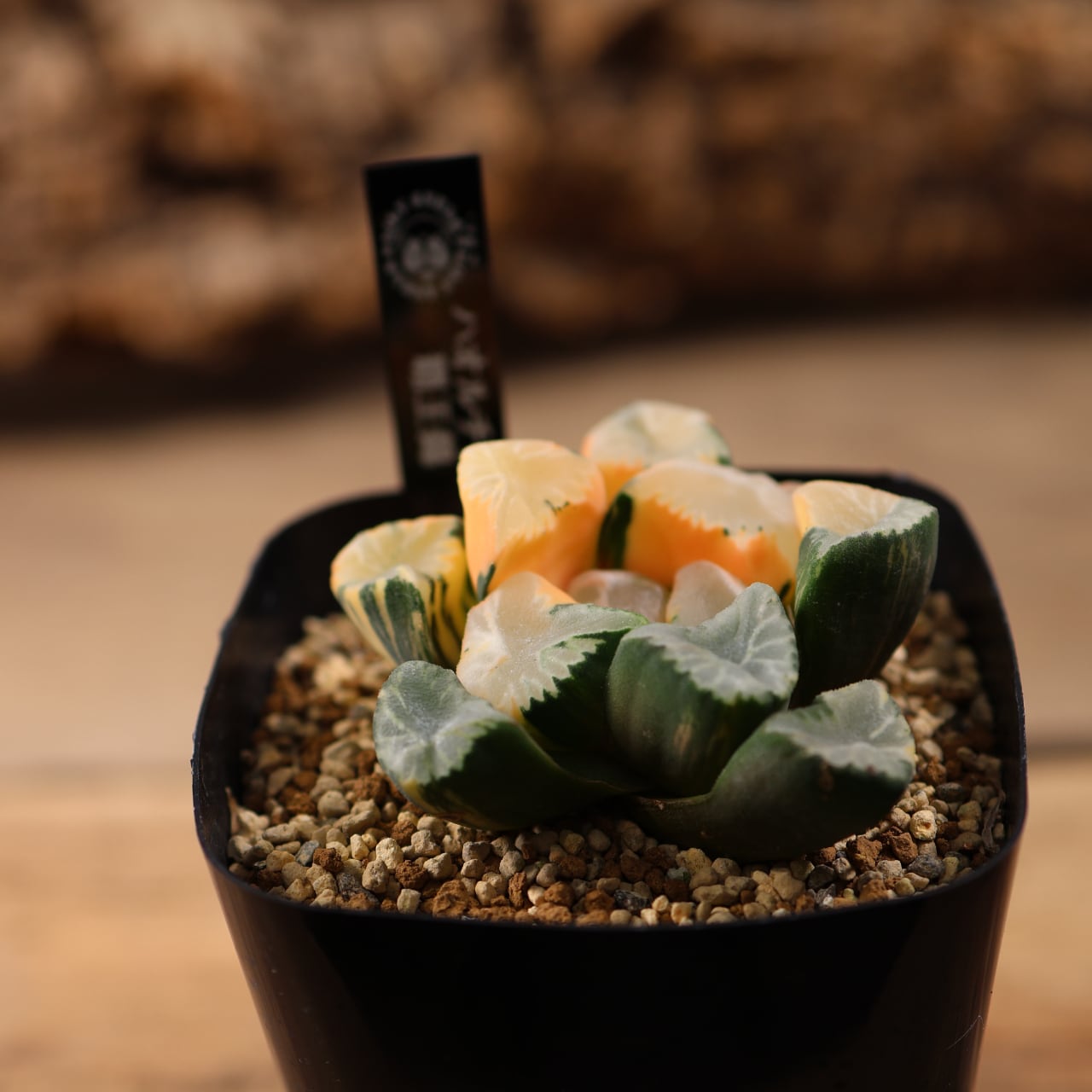 715『ハオルチア 覇王錦』観葉植物【送料無料】 | MARX PLANTS | 観葉