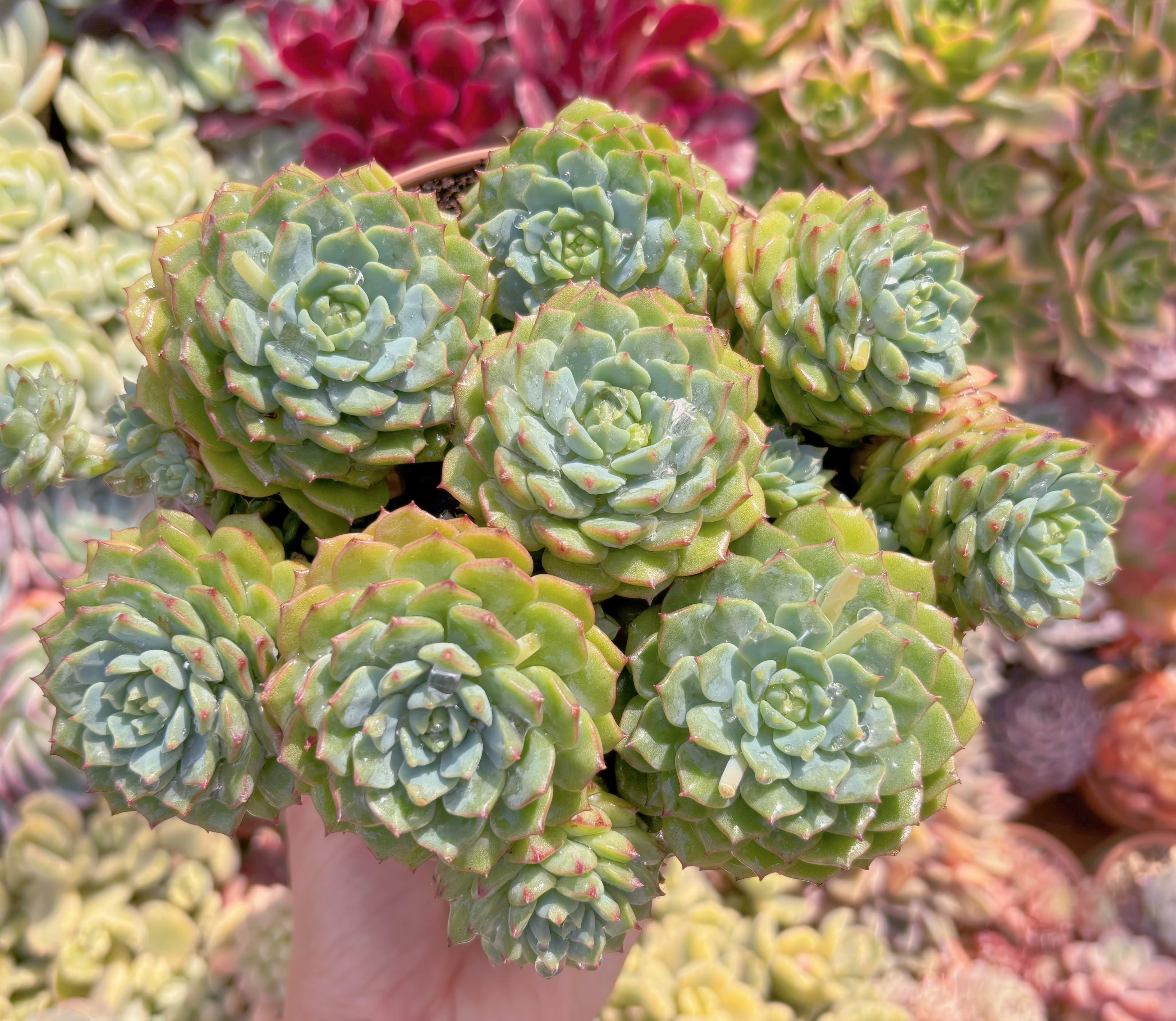 現品　パンダフェス#850　特大苗　るる農園