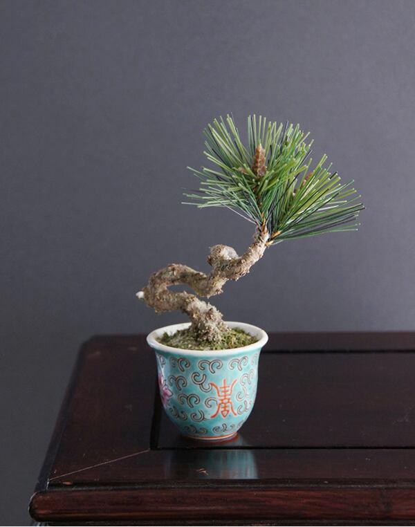 盆栽 松 Palm-Size Pinetree bonsai #32（鉢変更） | Oh! BONSAI