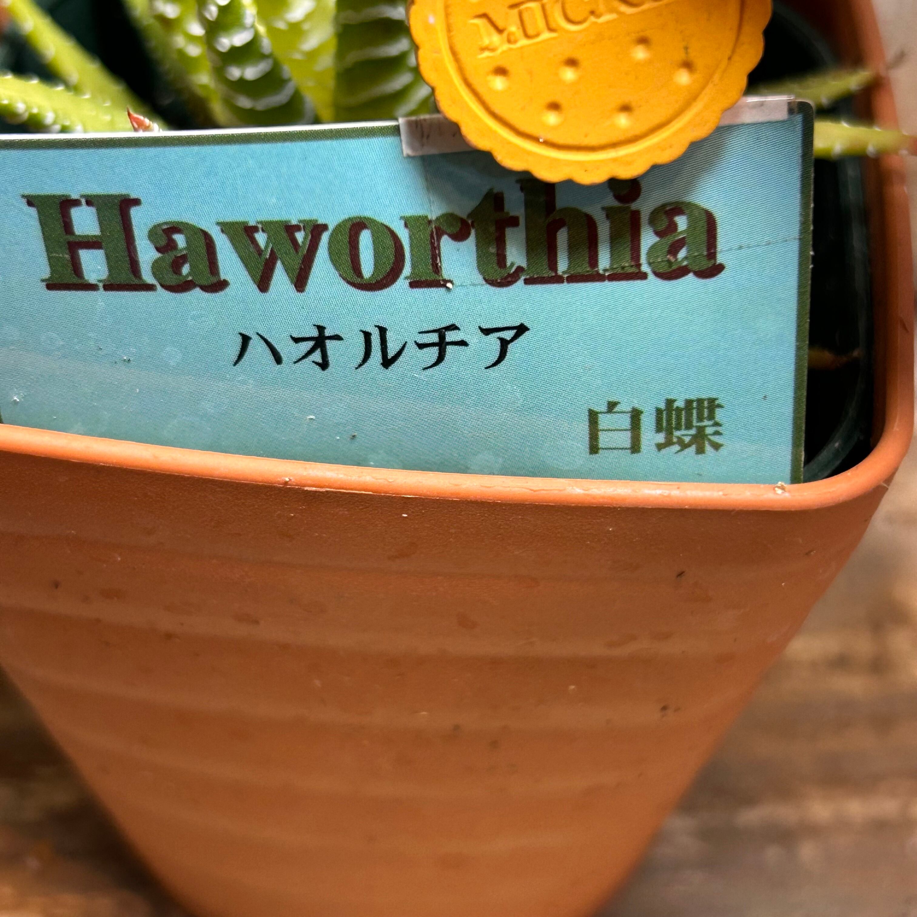 ハオルチア 白蝶 | RuPo 多肉植物専門店