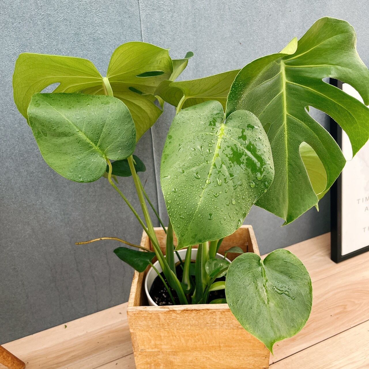 人口観葉植物　モンステラ　6号鉢カバー付き 在庫］☆鉢カバー付き☆ モンステラ 6号 観葉植物 室内 育てやすい