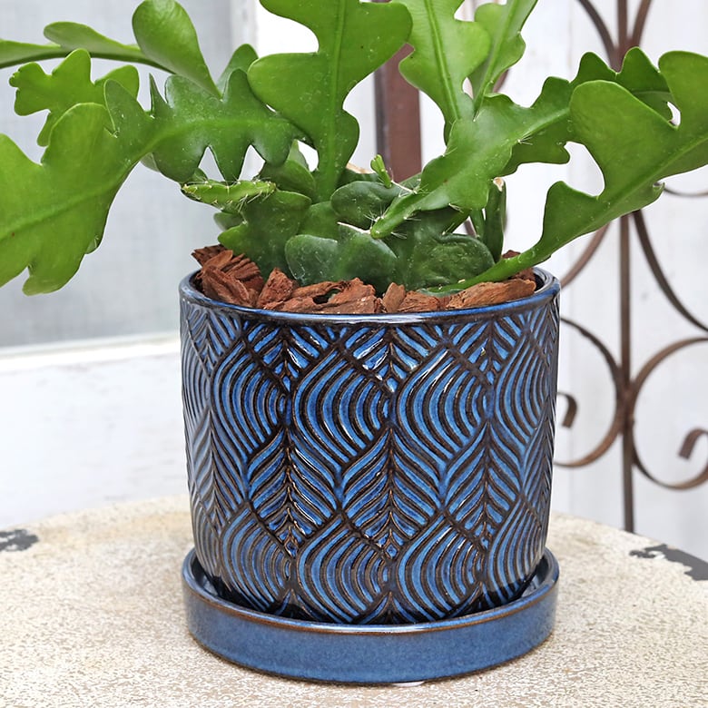現品販売 観葉植物 エピフィラム アングリガー 陶器ポット モダンblue