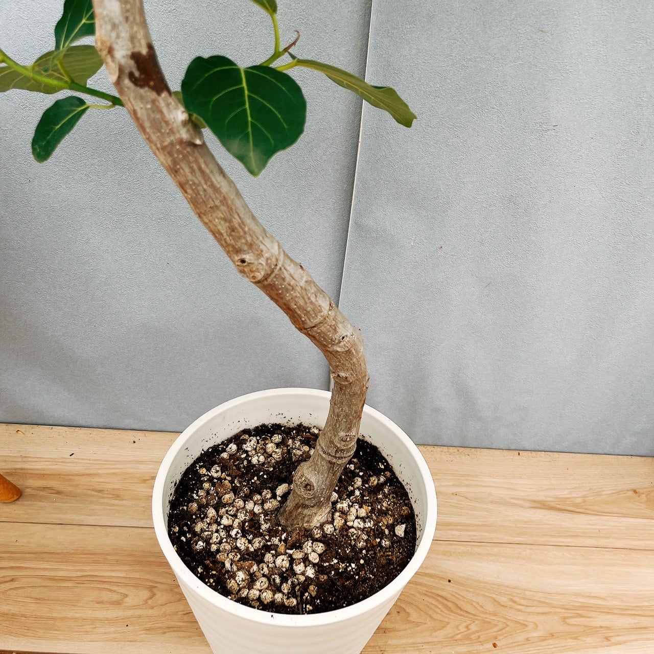 現品］【希少】☆おすすめ☆ 93番 フィカス グランディス 曲がり 8号