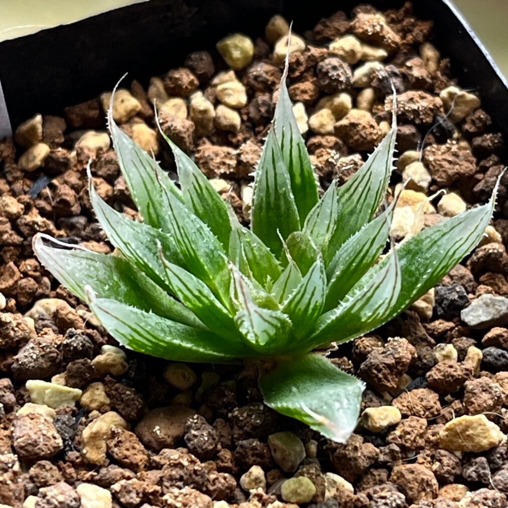 ハオルチア 三仙寿錦 ハオルチア 三仙寿錦 | mocono_plants