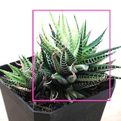 抜き苗 十二の巻錦 エレガンス 単頭 Haworthia fasciata 'Elegans'