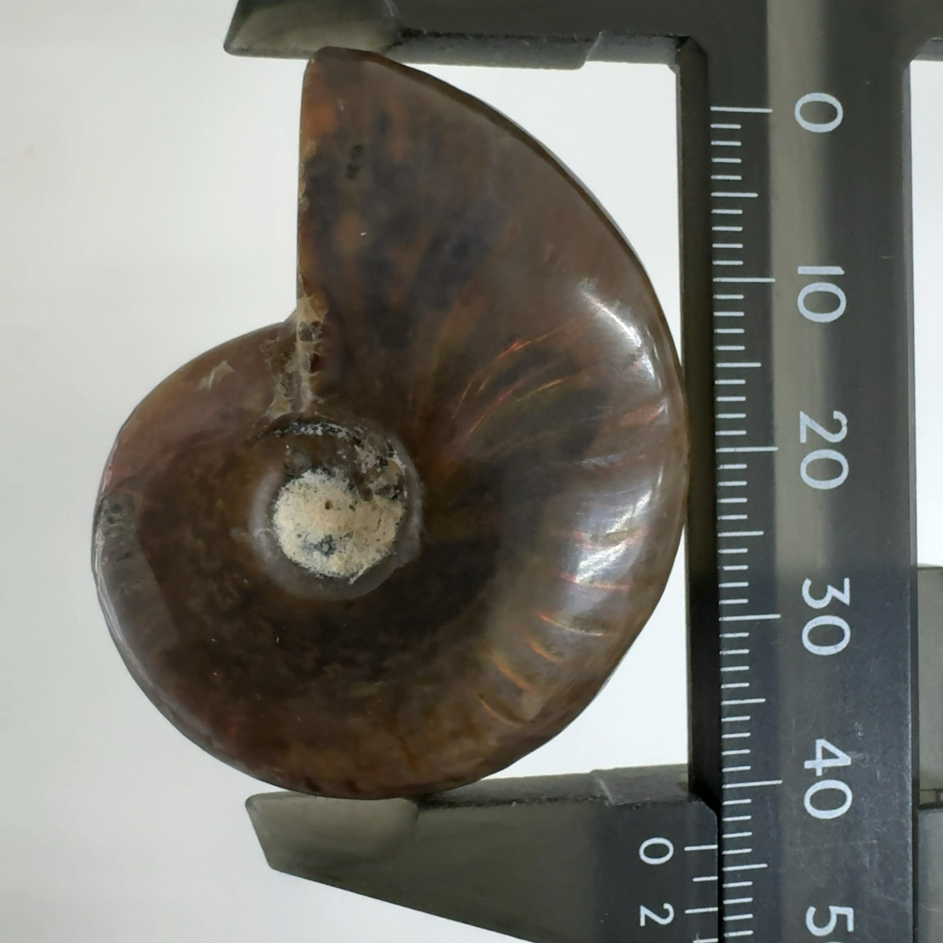 化石]アンモナイト（菊石） | クリスタル・ワールド御徒町店