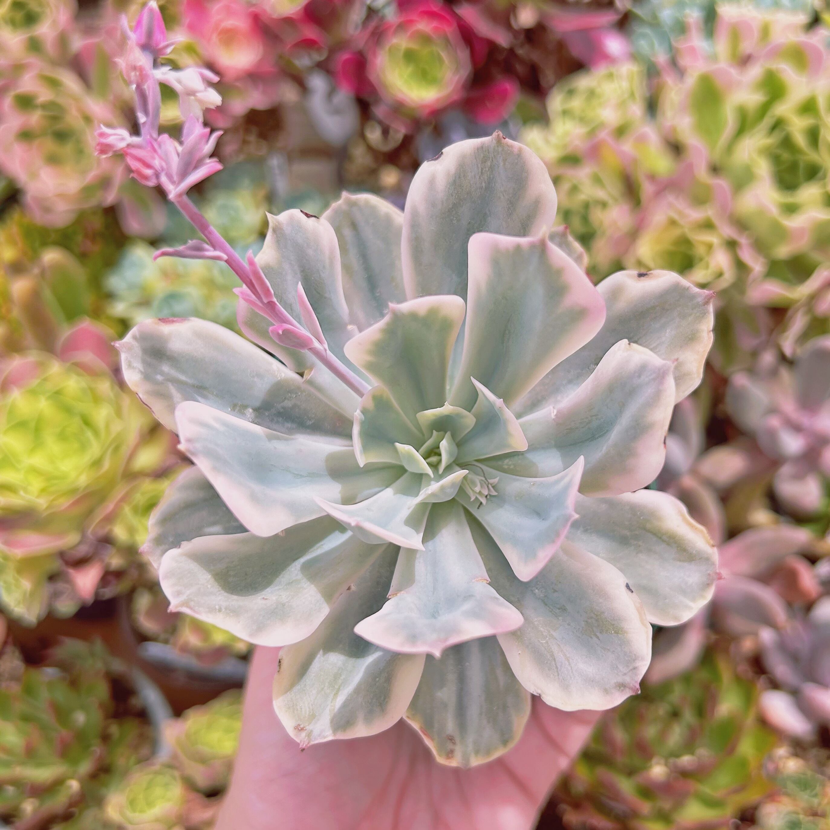 現物　多肉植物　七福神錦　特大　抜き苗