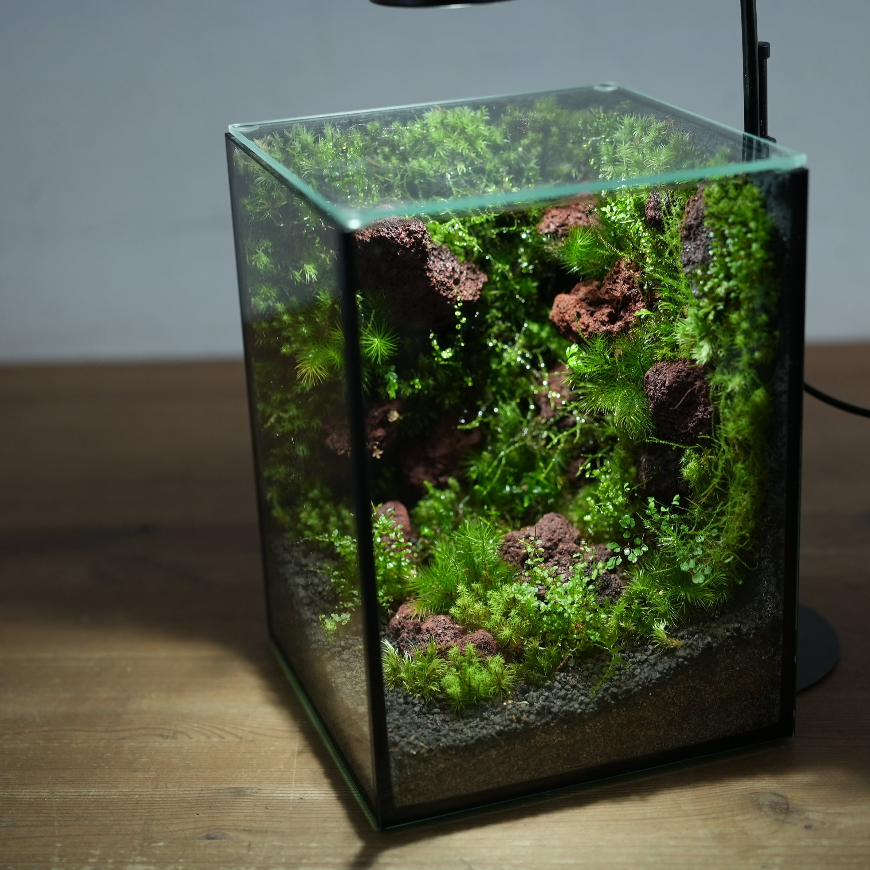 苔テラリウム　⑤ 苔の部屋◇限定作品 5.22#2 | 苔テラリウム専門ショップ道草
