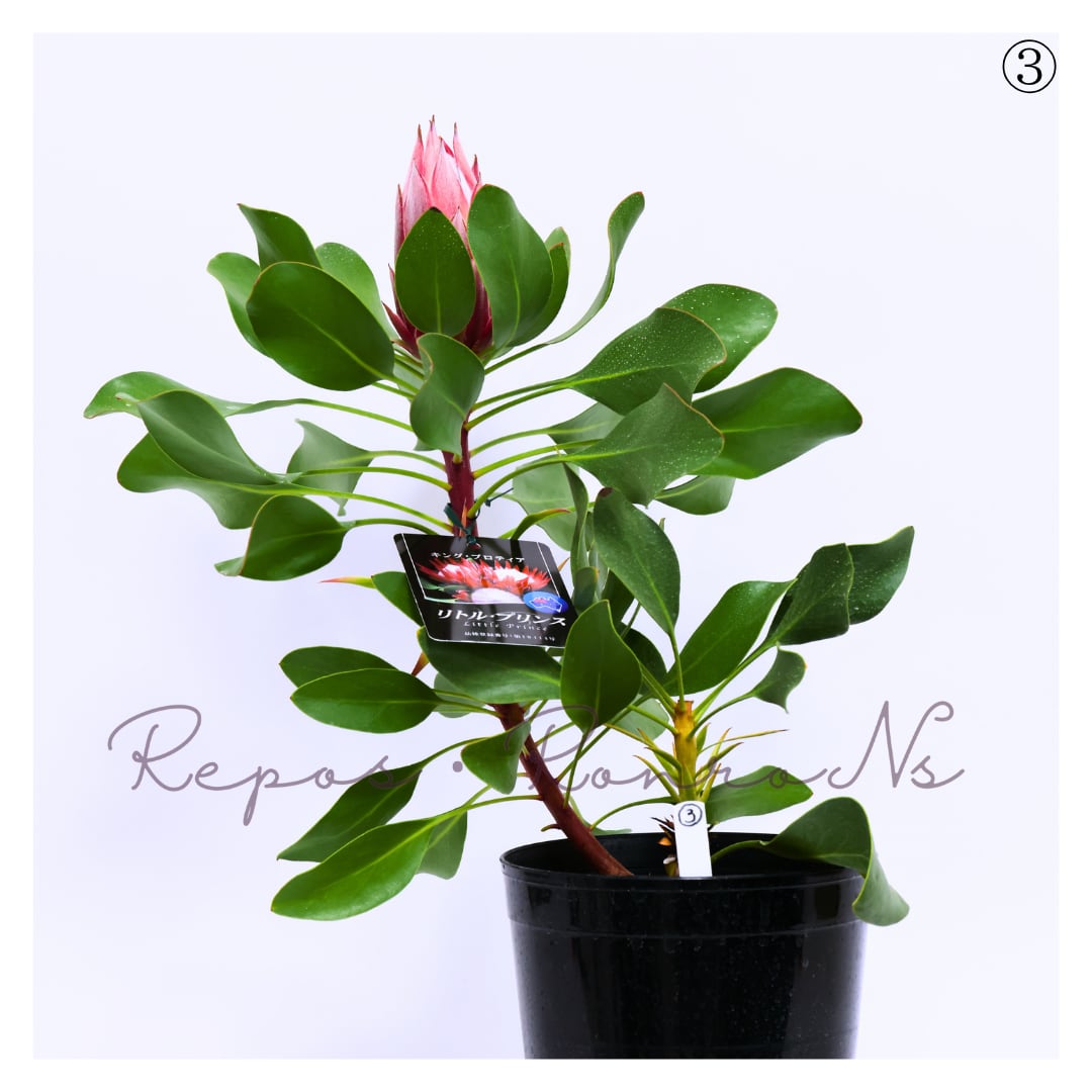 花芽付き 花苗 キングプロテア リトルプリンス 6号鉢 オージープランツ B プロテア:リトルプリンス 現品 花芽付き③(6号鉢) キング