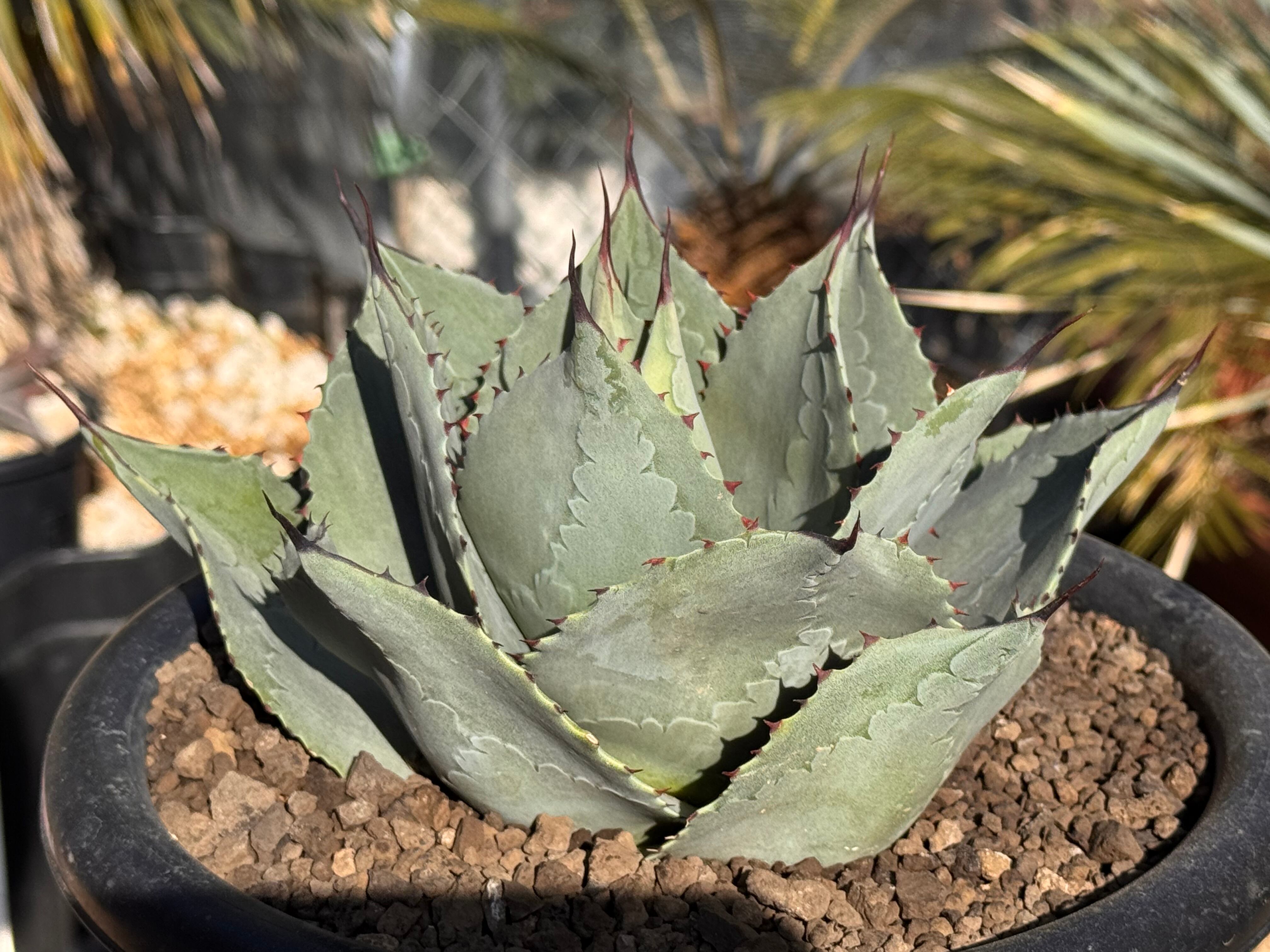 オバティフォリアエメラルド Ovatifolia〝Emerald″ レア種 オバティフォリアエメラルド Ovatifolia〝Emerald″ レア種 【公式通販】