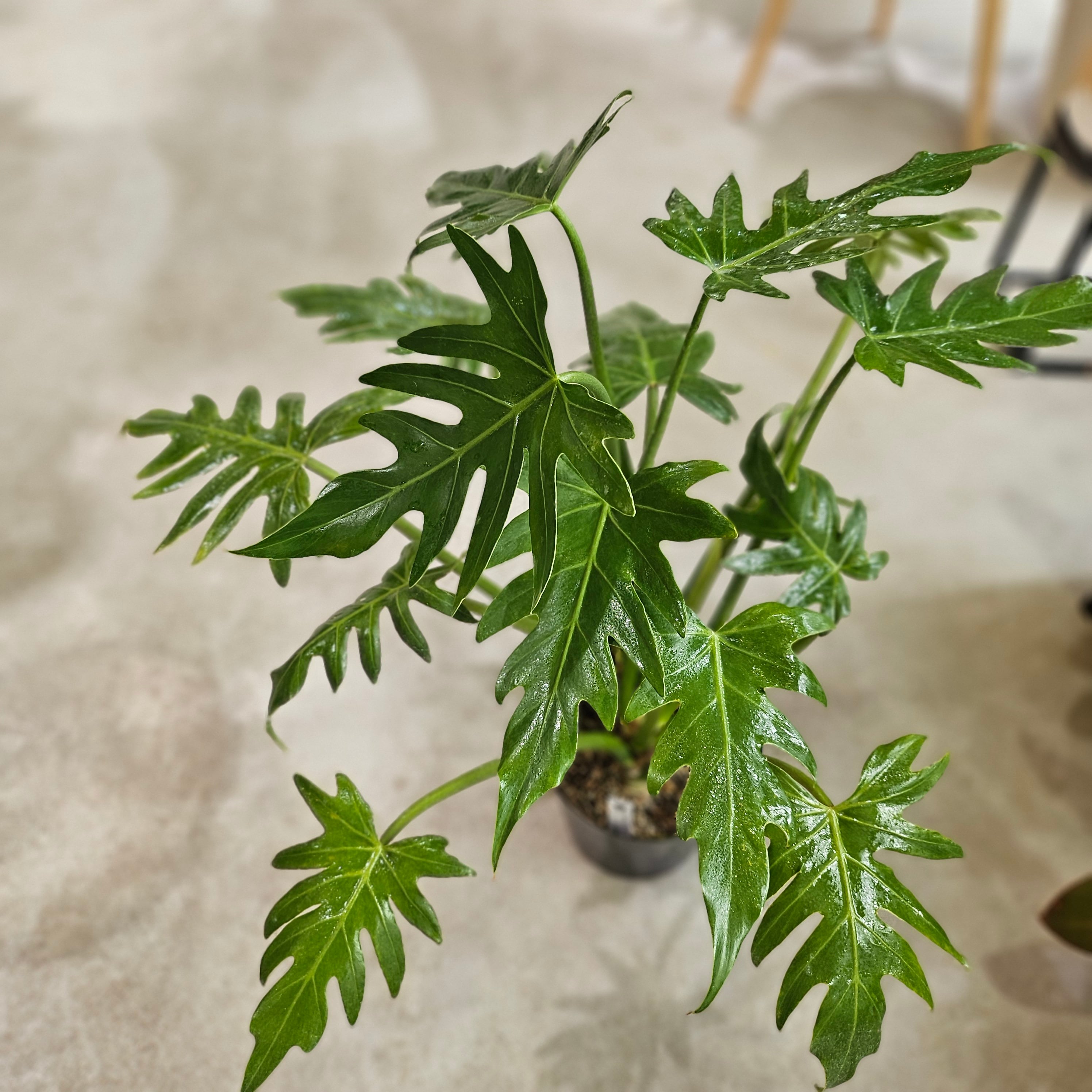 Sansevieria 'Tower Variegated' サンスベリア・タワー 斑入り | Pay ID